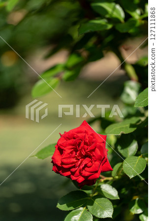 close-up of a red rose in full bloom close-up of a red rose in full bloom 127111868