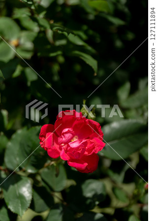 close-up of a red rose in full bloom 127111894