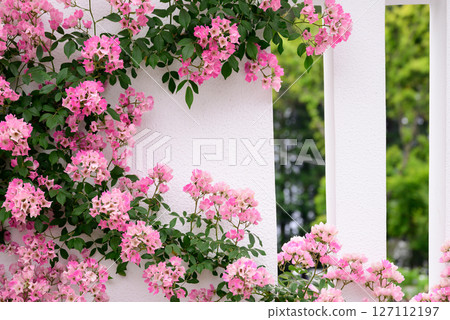 白色的牆壁和粉紅色的玫瑰花 127112197