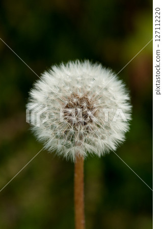 Fluff of dandelion Fluff of dandelion 127112220