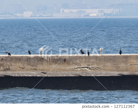 Gray heron and great cormorant herd Gray heron and great cormorant herd 127112367