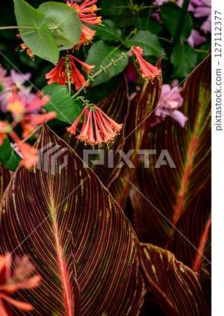 多彩的樹葉 127112377