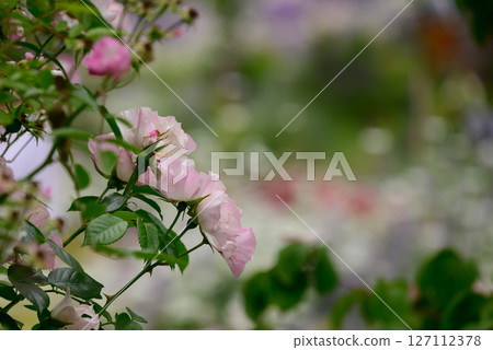 粉紅色的玫瑰和背部模糊 127112378