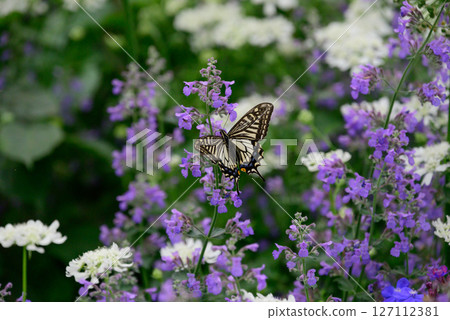 抽花蜜的Swallowtail蝴蝶 127112381