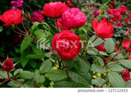 Red rose flower Red rose flower 127112425