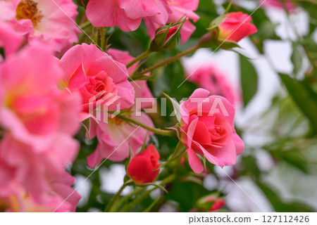 粉紅玫瑰 粉紅玫瑰 127112426