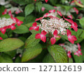 A rare Hydrangea that turns from white to red 127112619