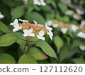 A rare Hydrangea that turns from white to red (when it's white) 127112620