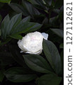 White peony with a dark background 127112621