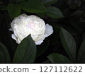 White peony 127112622