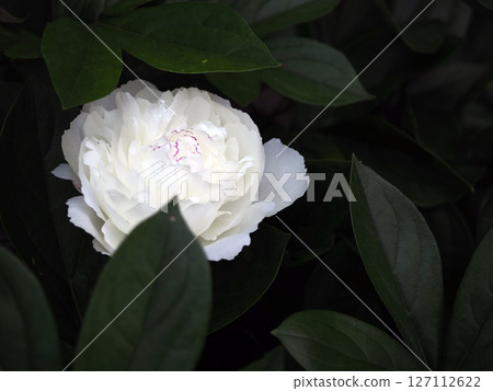 White peony White peony 127112622