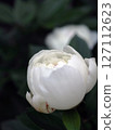 Two white peonies 127112623