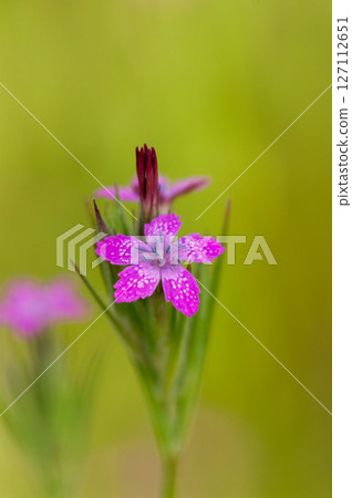 Nadeshiko Nohara 127112651