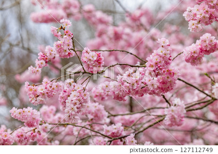 A Beautiful Blooming Cherry Blossom Tree Flourishing Vividly During the Spring Season A Beautiful Blooming Cherry Blossom Tree Flourishing Vividly During the Spring Season 127112749