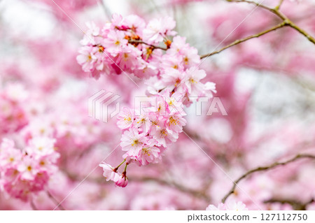 The Beautiful Pink Cherry Blossom Flowers Are Vibrantly in Stunning Full Bloom Right Now The Beautiful Pink Cherry Blossom Flowers Are Vibrantly in Stunning Full Bloom Right Now 127112750