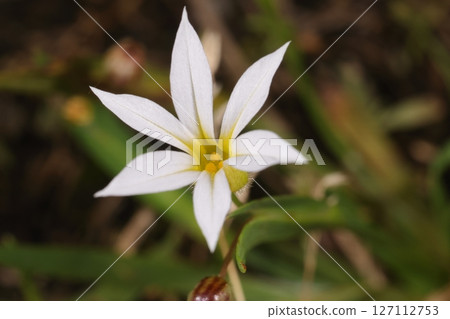 Nature Plants: Sekkaniwazekisho, a white flower with a yellow center. A tubular flower about one centimeter long and split into six parts. 127112753