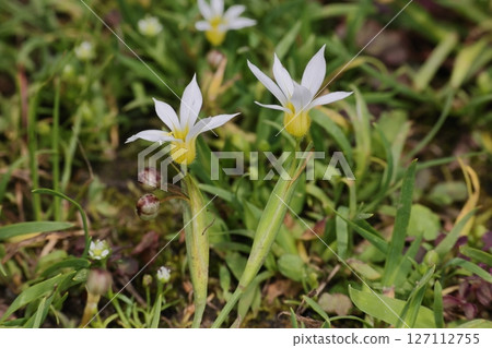 自然植物 - 比日本風鈴草和日本風鈴草小。它們成簇生長在花園的草坪上。 127112755