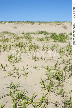 Spring in the Tottori Sand Dunes and Sand Dune Plants Tottori Prefecture Tottori Sand Dunes Kobomugi 127112810