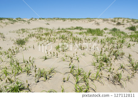 Spring in the Tottori Sand Dunes and Sand Dune Plants Tottori Prefecture Tottori Sand Dunes Kobomugi 127112811