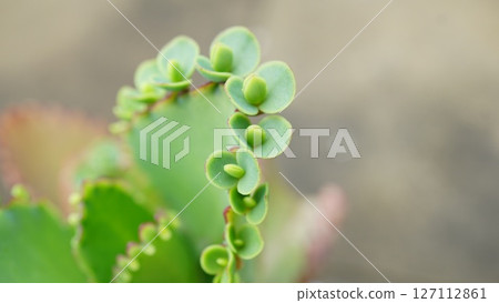 幼苗的可愛芽 127112861