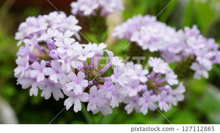Beautiful perennial verbena flowers Beautiful perennial verbena flowers 127112865