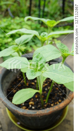 A potted sunflower with new buds (seed leaves) 127112867