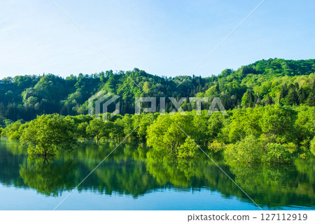 Submerged forest of Shirakawa lake Submerged forest of Shirakawa lake 127112919