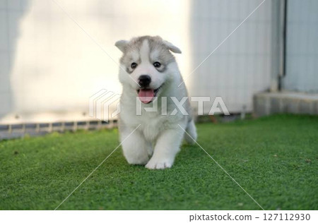 西伯利亞雪橇犬在狗跑道上玩耍 127112930