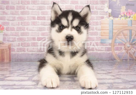 西伯利亞雪橇犬凝視 127112933