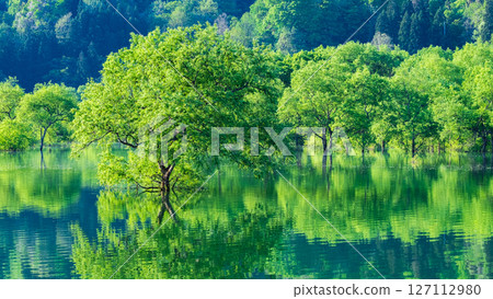 Submerged forest of Shirakawa lake Submerged forest of Shirakawa lake 127112980