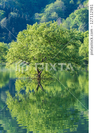 Submerged forest of Shirakawa lake 127112981