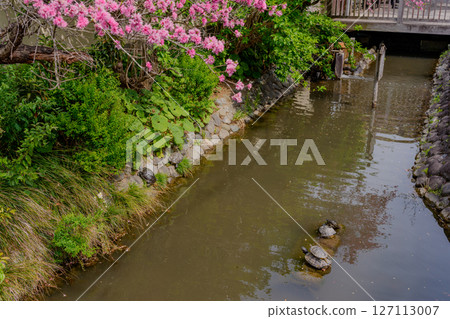 Jerusalem artichoke in full bloom and a turtle 127113007