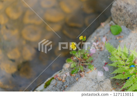 水邊綻放的巨型海參 127113011