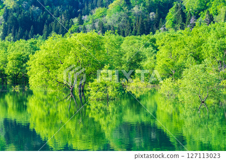 白川湖被淹沒的森林 127113023