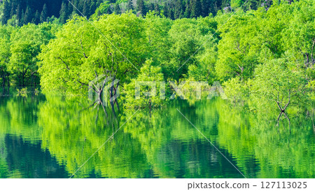 Submerged forest of Shirakawa lake 127113025