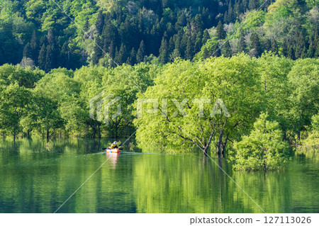 白川湖被淹沒的森林 白川湖被淹沒的森林 127113026
