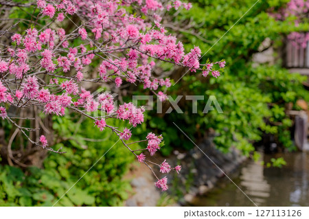 菊花盛開 127113126