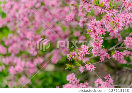 Chrysanthemum in full bloom Chrysanthemum in full bloom 127113128