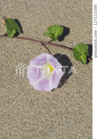 Spring in the Tottori Sand Dunes and Sand Dune Plants Tottori Prefecture Tottori Sand Dunes Sea Bindweed Spring in the Tottori Sand Dunes and Sand Dune Plants Tottori Prefecture Tottori Sand Dunes Sea Bindweed 127113200