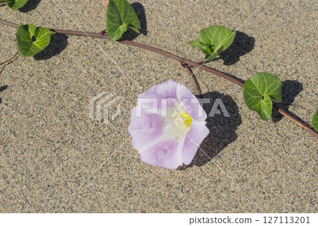 Spring in the Tottori Sand Dunes and Sand Dune Plants Tottori Prefecture Tottori Sand Dunes Sea Bindweed 127113201