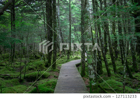 A small footpath in the forest 127113233