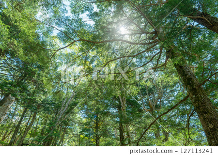 Looking up at the sky in the deep forest 127113241