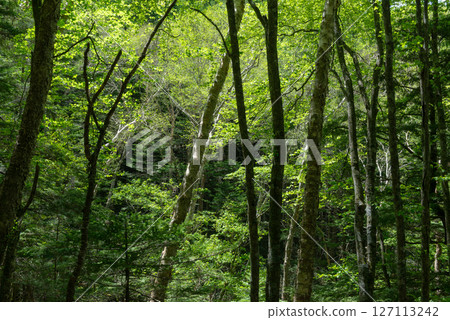 I look up to the forest of fresh green I look up to the forest of fresh green 127113242