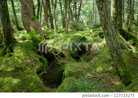 Moss Forest, Shirakome Pond, and Monster Forest Moss Forest, Shirakome Pond, and Monster Forest 127113275