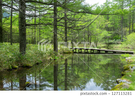 Fresh green trees reflected on the surface of the water Fresh green trees reflected on the surface of the water 127113281