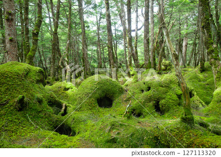 Moss Forest, Shirakome Pond, and Monster Forest Moss Forest, Shirakome Pond, and Monster Forest 127113320