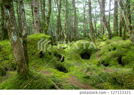 Moss Forest, Shirakome Pond, and Monster Forest Moss Forest, Shirakome Pond, and Monster Forest 127113321