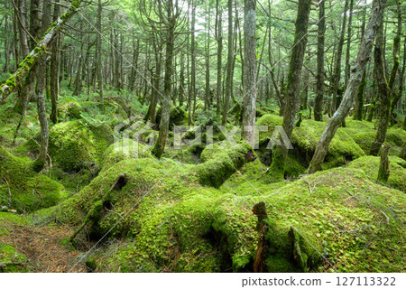 苔蘚森林、白米池、怪獸森林 127113322
