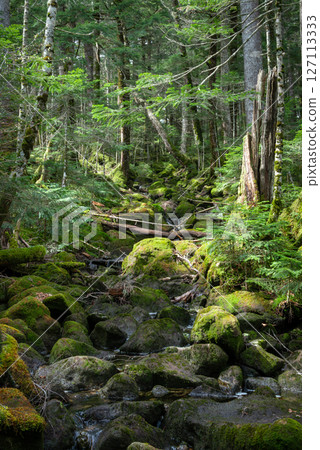 Moss Forest, Shirakome Pond 127113333