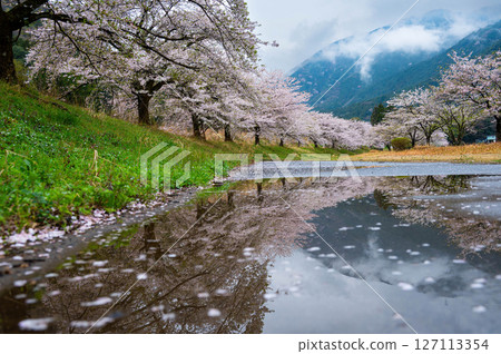 Kasukawa River and cherry blossom trees Kasukawa River and cherry blossom trees 127113354